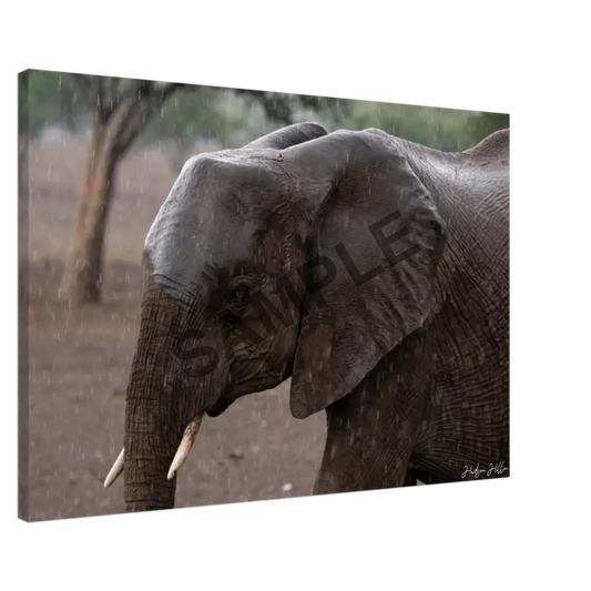 An Elephant In The Rain 60X90 Cm / 24X36″ Print Material