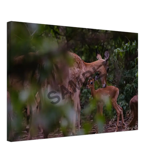 Impala Mother And Baby 40X60 Cm / 16X24″ Print Material