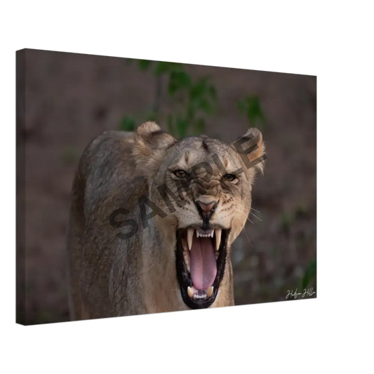 Lion Yawn 40X60 Cm / 16X24″ Print Material